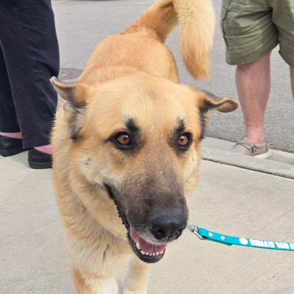 Enlarge BB, a Adoptable mixed breed in Raleigh, NC image 5/6