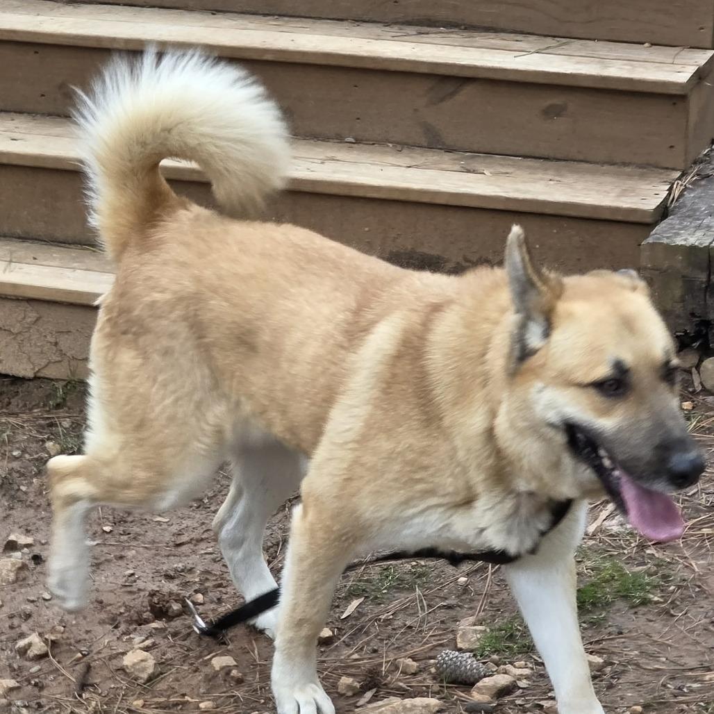 Enlarge Bad Bunny, a Adoptable mixed breed in Raleigh, NC image 6/6