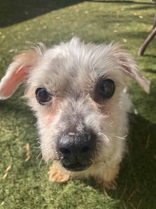 Enlarge Conrad, a Adoptable mixed breed in Scottsdale, AZ image 2/5