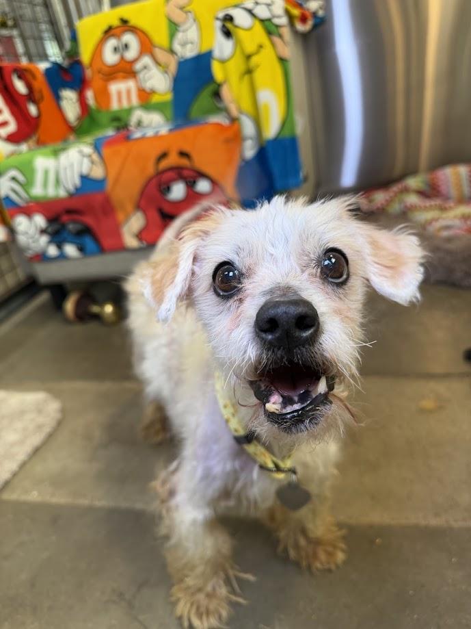 Enlarge Conrad, a Adoptable mixed breed in Scottsdale, AZ image 1/5