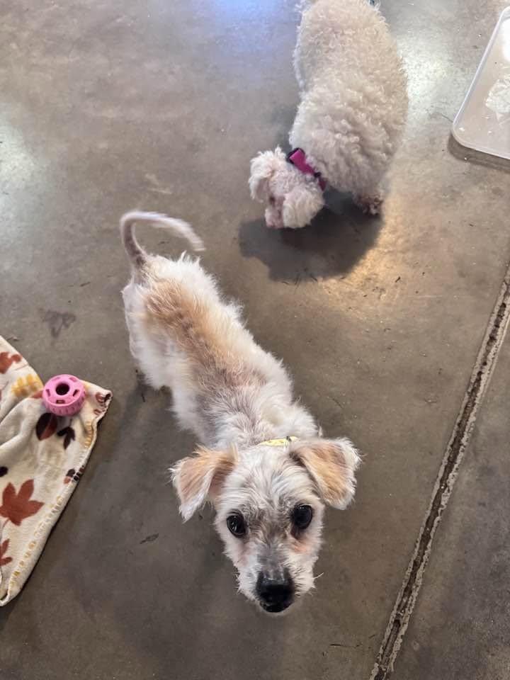 Enlarge Conrad, a Adoptable mixed breed in Scottsdale, AZ image 3/5