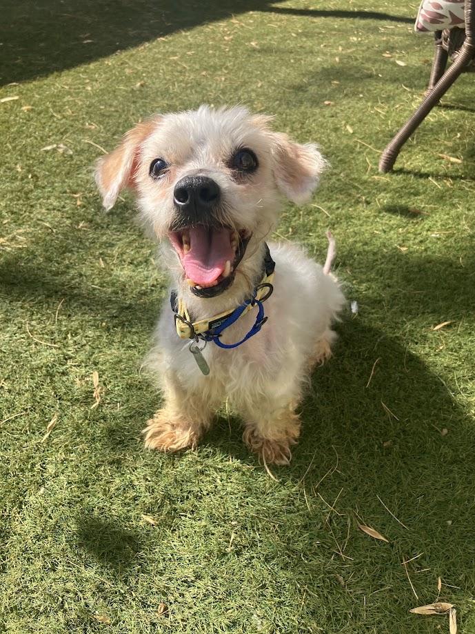 Enlarge Conrad, a Adoptable mixed breed in Scottsdale, AZ image 5/5