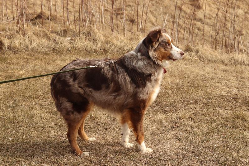 Enlarge Sadie, a ADOPTABLE Australian Shepherd in Ionia, MI image 5/6