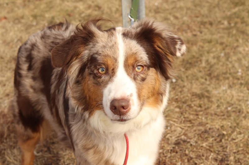 Enlarge Sadie, a ADOPTABLE Australian Shepherd in Ionia, MI image 6/6