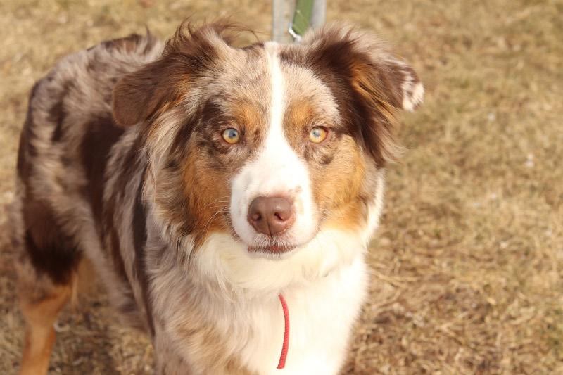 Enlarge Sadie, a ADOPTABLE Australian Shepherd in Ionia, MI image 1/6