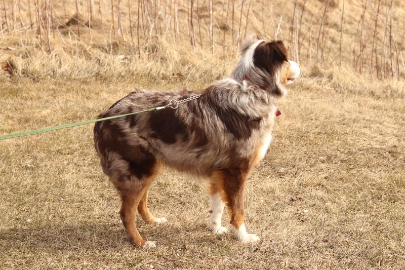 Enlarge Sadie, a ADOPTABLE Australian Shepherd in Ionia, MI image 3/6