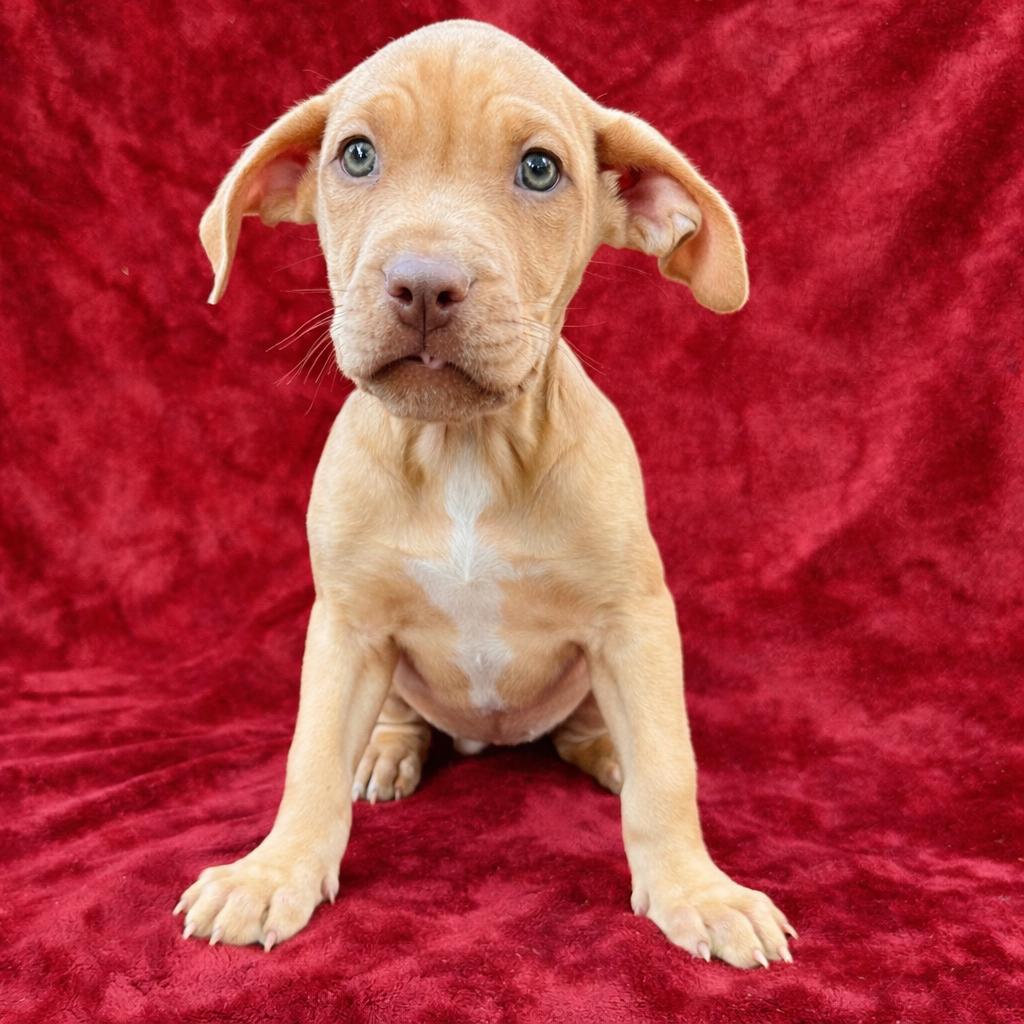 Enlarge Bubbles, a ADOPTABLE mixed breed in Copiague, NY image 1/1