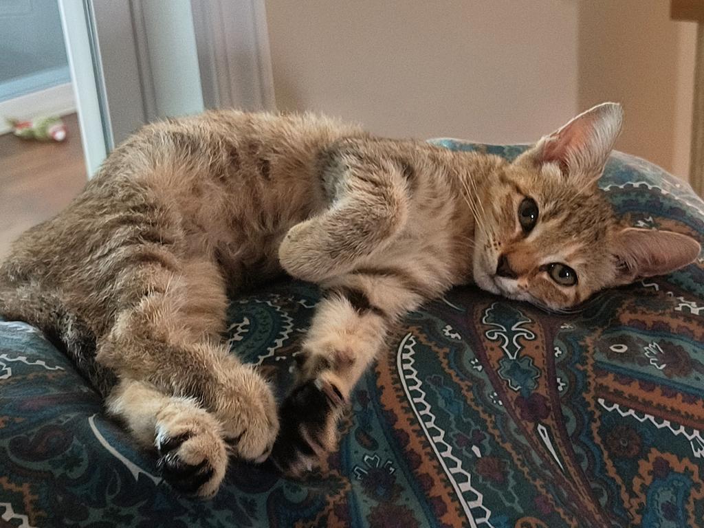 Enlarge Aquila (Sander), a Adoptable mixed breed in Florence, SC image 1/3