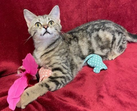 Amari, a Adoptable Domestic Short Hair in Aurora, NE image 2/3