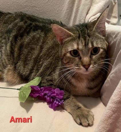 Amari, a Adoptable Domestic Short Hair in Aurora, NE image 1/3