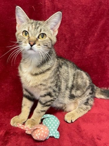 Amari, a Adoptable Domestic Short Hair in Aurora, NE image 3/3