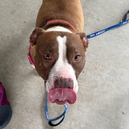Gypsie, Adoptable, Adult Female Terrier & Mixed Breed.