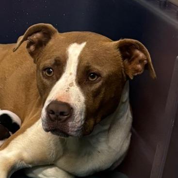 Gypsie, Adoptable, Adult Female Terrier & Mixed Breed.