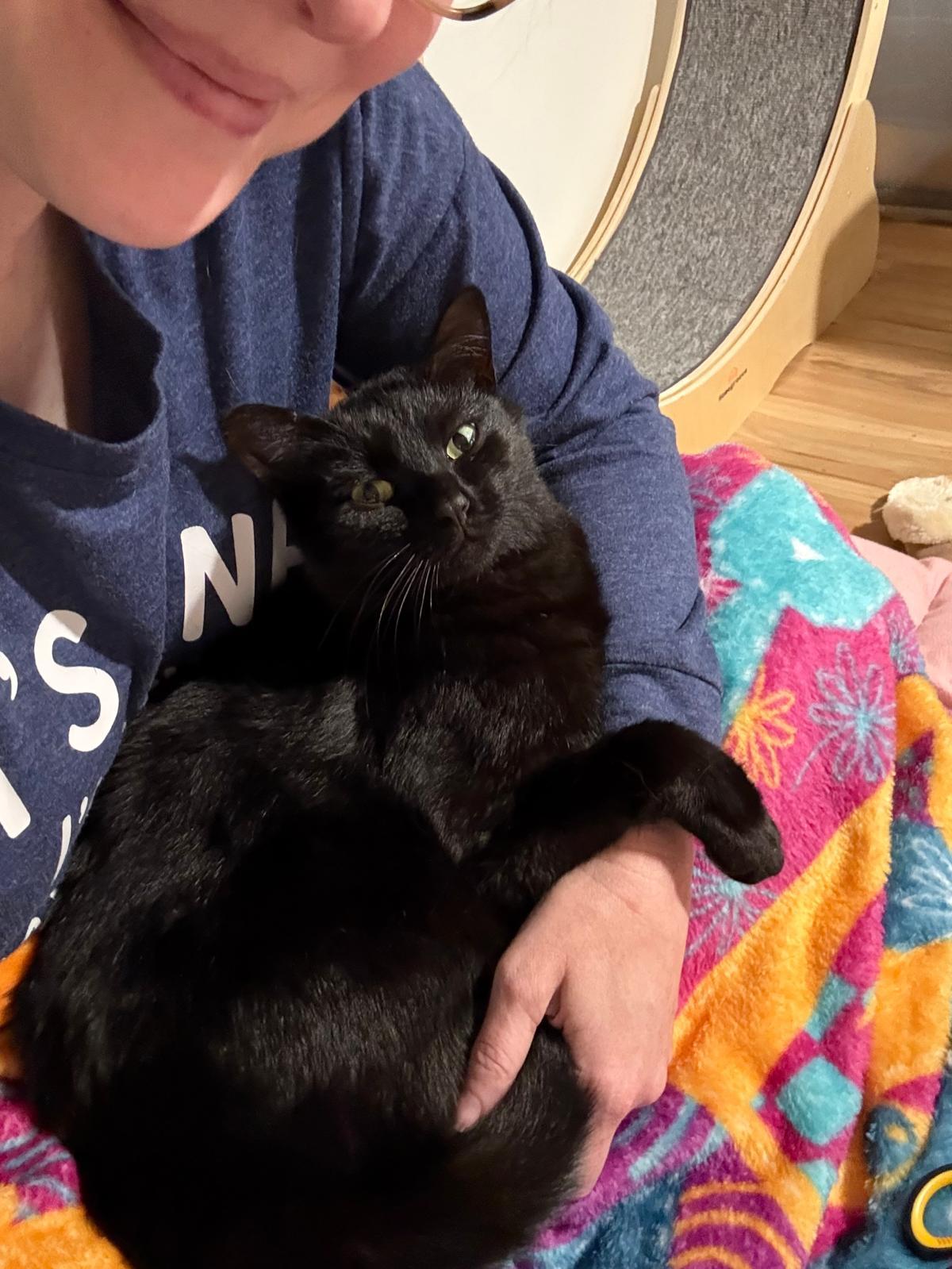 Shady, a Adoptable Domestic Short Hair in Sandy Springs, GA image 3/6