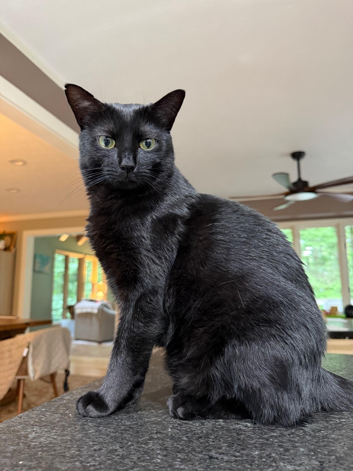 Shady, Adoptable, Young Female Domestic Short Hair.