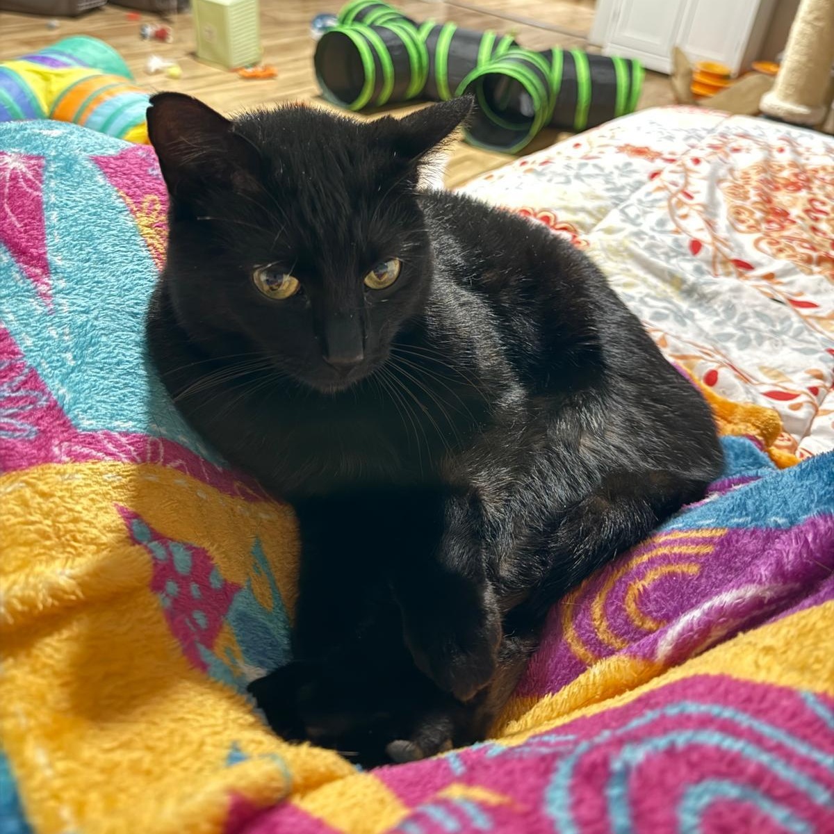 Shady, a Adoptable Domestic Short Hair in Sandy Springs, GA image 5/6