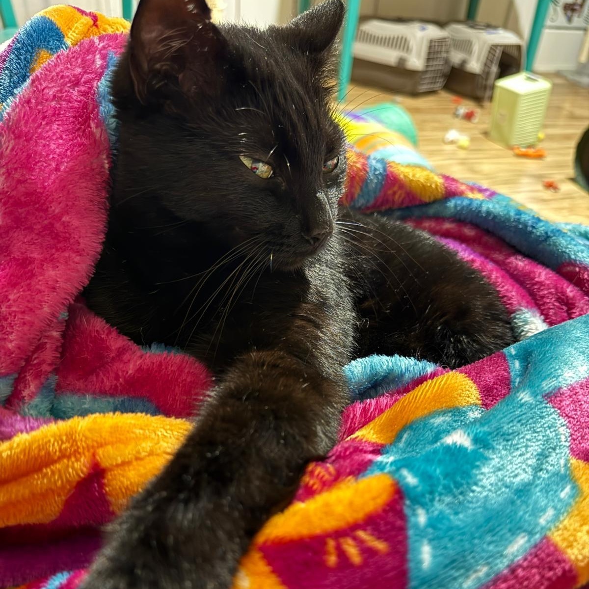 Shady, a Adoptable Domestic Short Hair in Sandy Springs, GA image 4/6