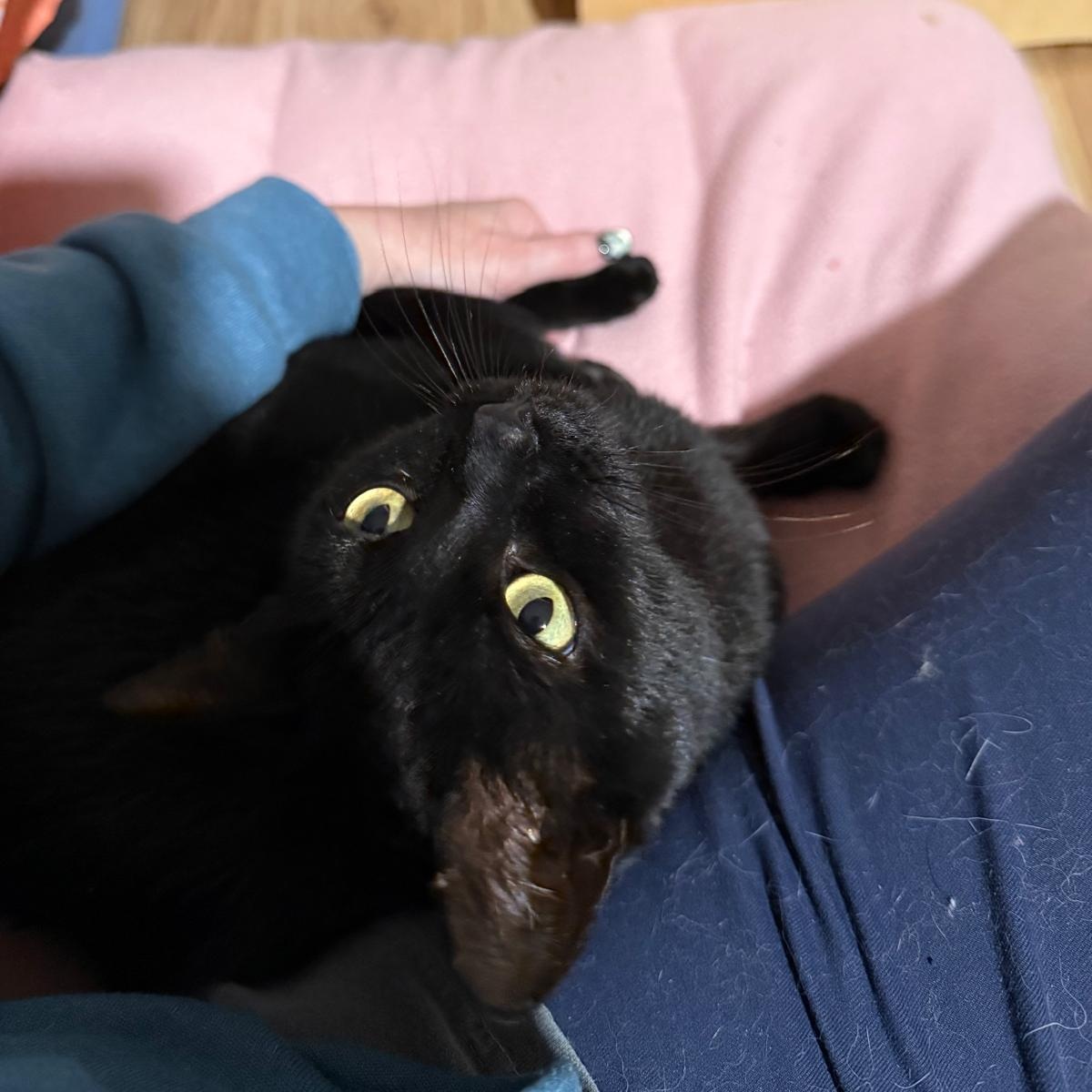 Shady, a Adoptable Domestic Short Hair in Sandy Springs, GA image 2/6