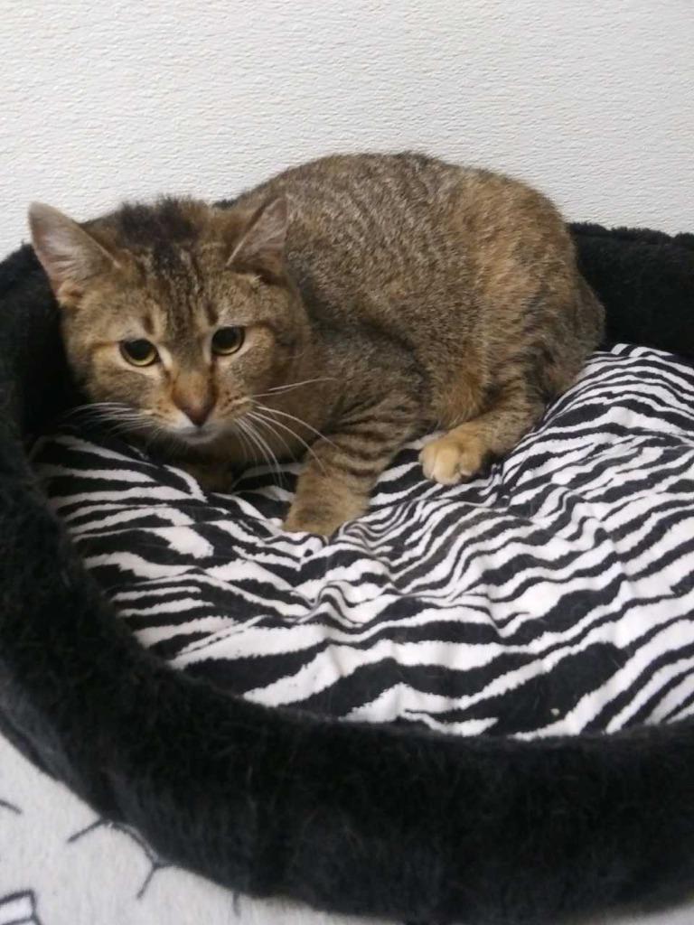 Savannah, Adoptable, Young Female Domestic Medium Hair.