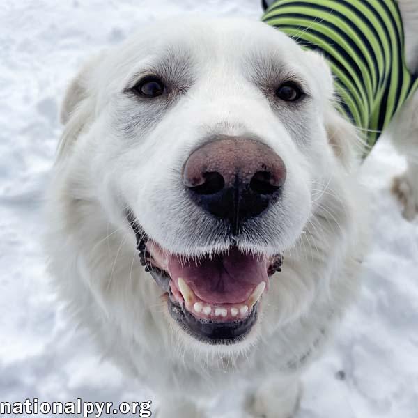 Molly in OH - Loves To Play In The Snow! — thumbnail 2
