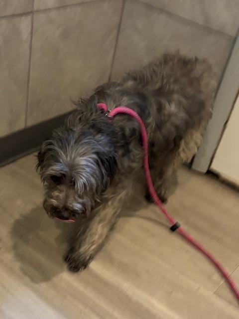 Enlarge Lucky, a Adopted mixed breed in Hummelstown, PA image 1/6