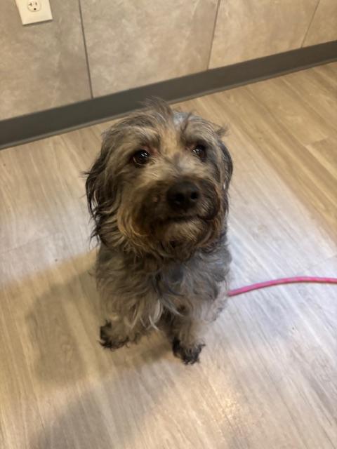 Enlarge Lucky, a Adopted mixed breed in Hummelstown, PA image 2/6