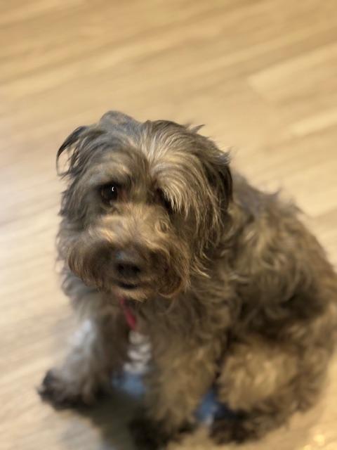 Enlarge Lucky, a Adopted mixed breed in Hummelstown, PA image 3/6