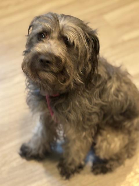 Enlarge Lucky, a Adopted mixed breed in Hummelstown, PA image 4/6