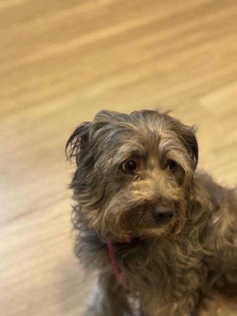 Enlarge Lucky, a Adopted mixed breed in Hummelstown, PA image 5/6