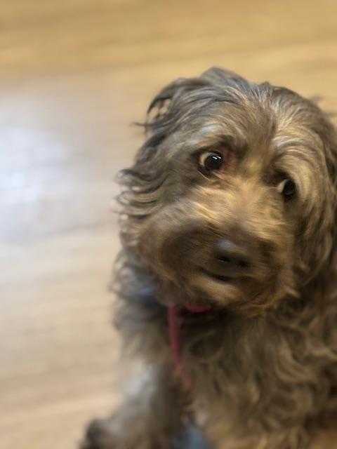 Enlarge Lucky, a Adopted mixed breed in Hummelstown, PA image 6/6