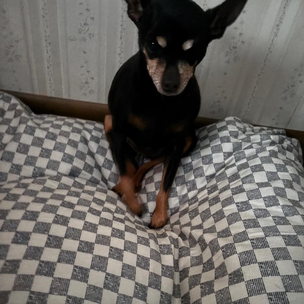 Enlarge Penny, a Adoptable Miniature Pinscher in Tunkhannock, PA image 1/3