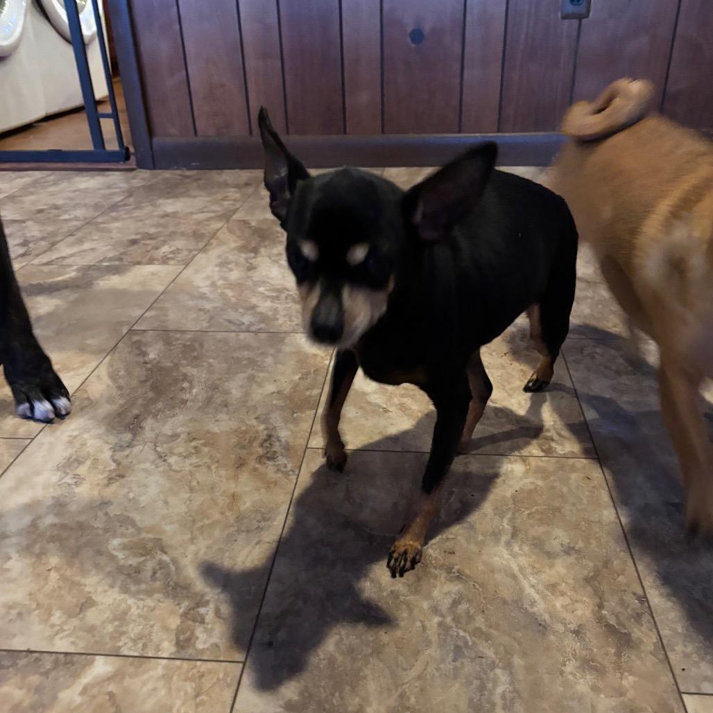 Enlarge Penny, a Adoptable Miniature Pinscher in Tunkhannock, PA image 2/3