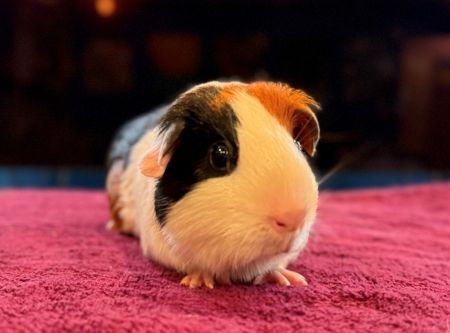 Moonbeam & Sunny, Adoptable, Young Female Guinea Pig.
