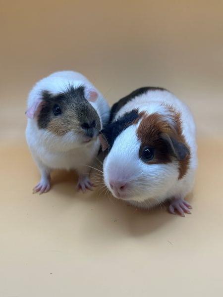 Enlarge Moonbeam & Sunny, a Adoptable Guinea Pig in Scotts Valley, CA image 2/4