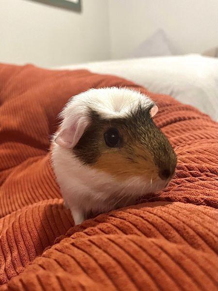 Enlarge Moonbeam & Sunny, a Adoptable Guinea Pig in Scotts Valley, CA image 3/4