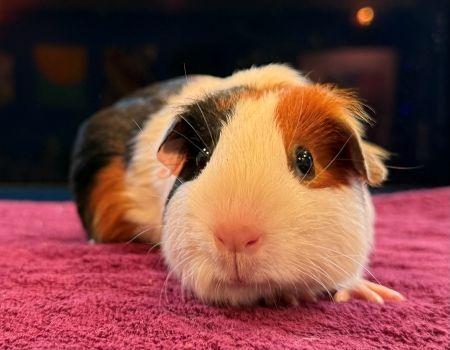 Enlarge Moonbeam & Sunny, a Adoptable Guinea Pig in Scotts Valley, CA image 4/4