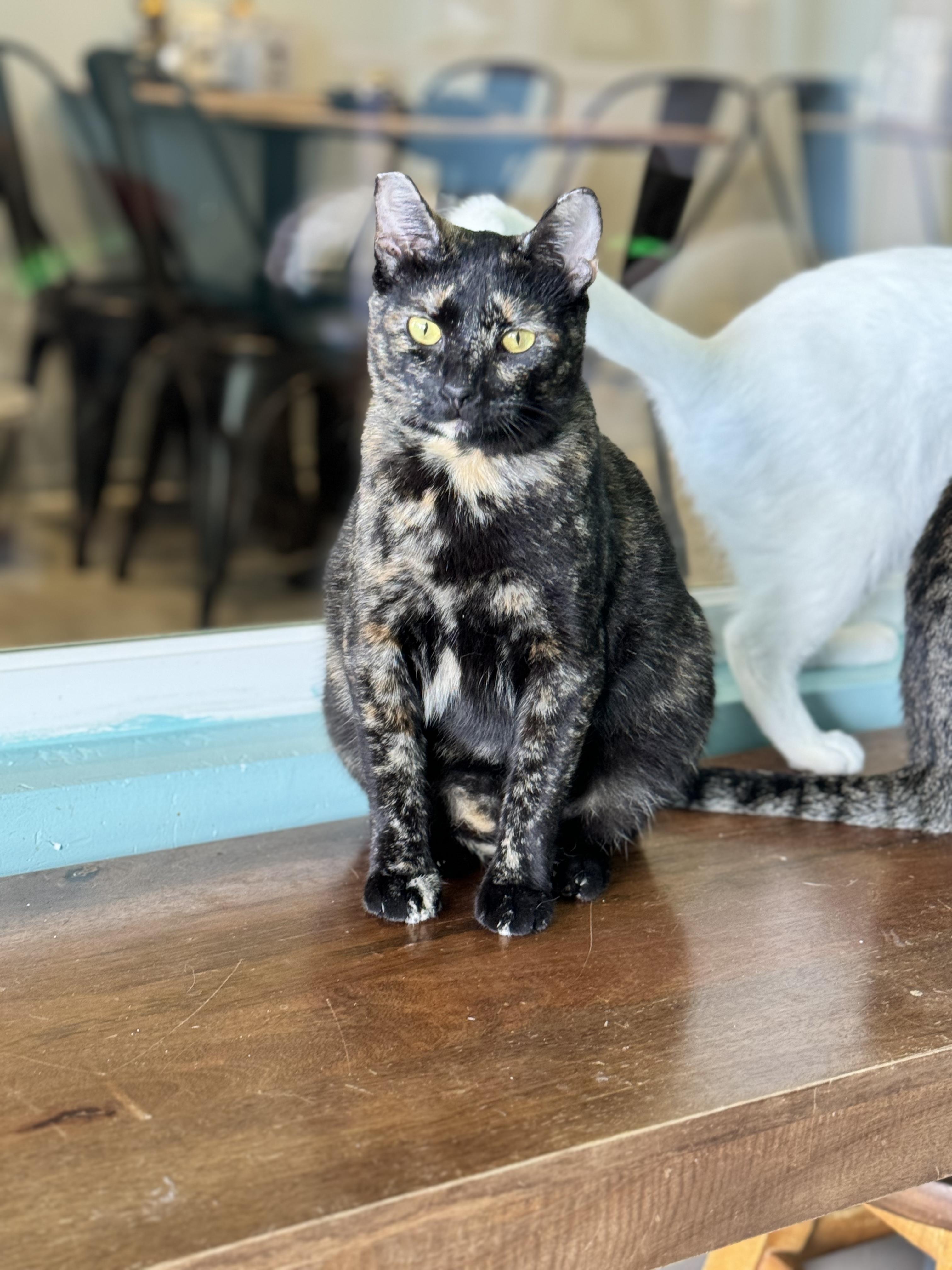 Enlarge Clover, a Adopted Domestic Short Hair in Aiea, HI image 3/6