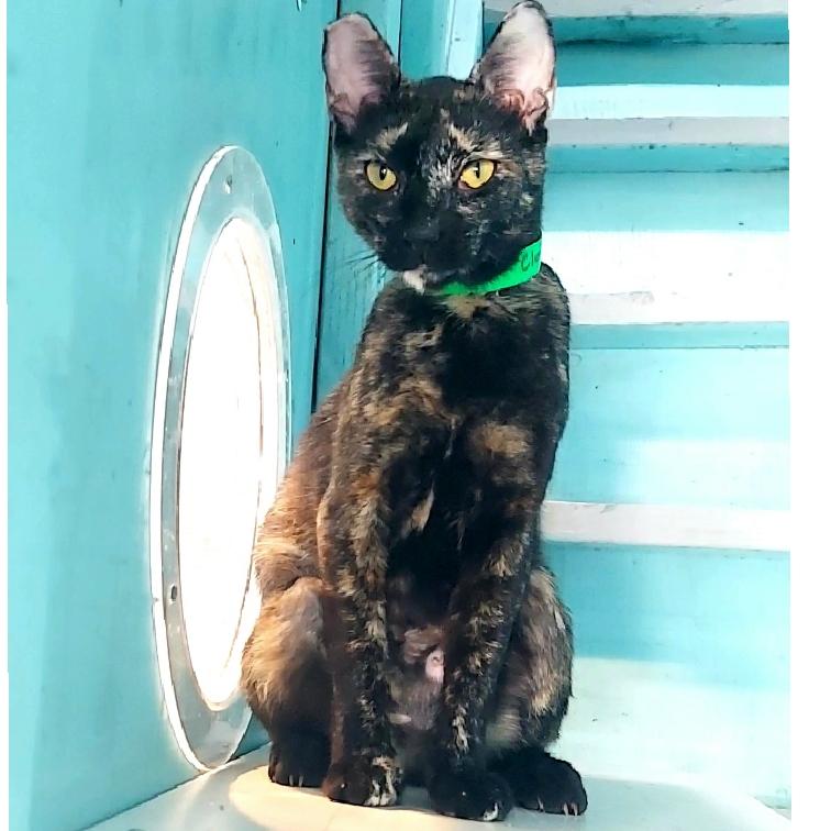 Enlarge Clover, a Adopted Domestic Short Hair in Aiea, HI image 5/6