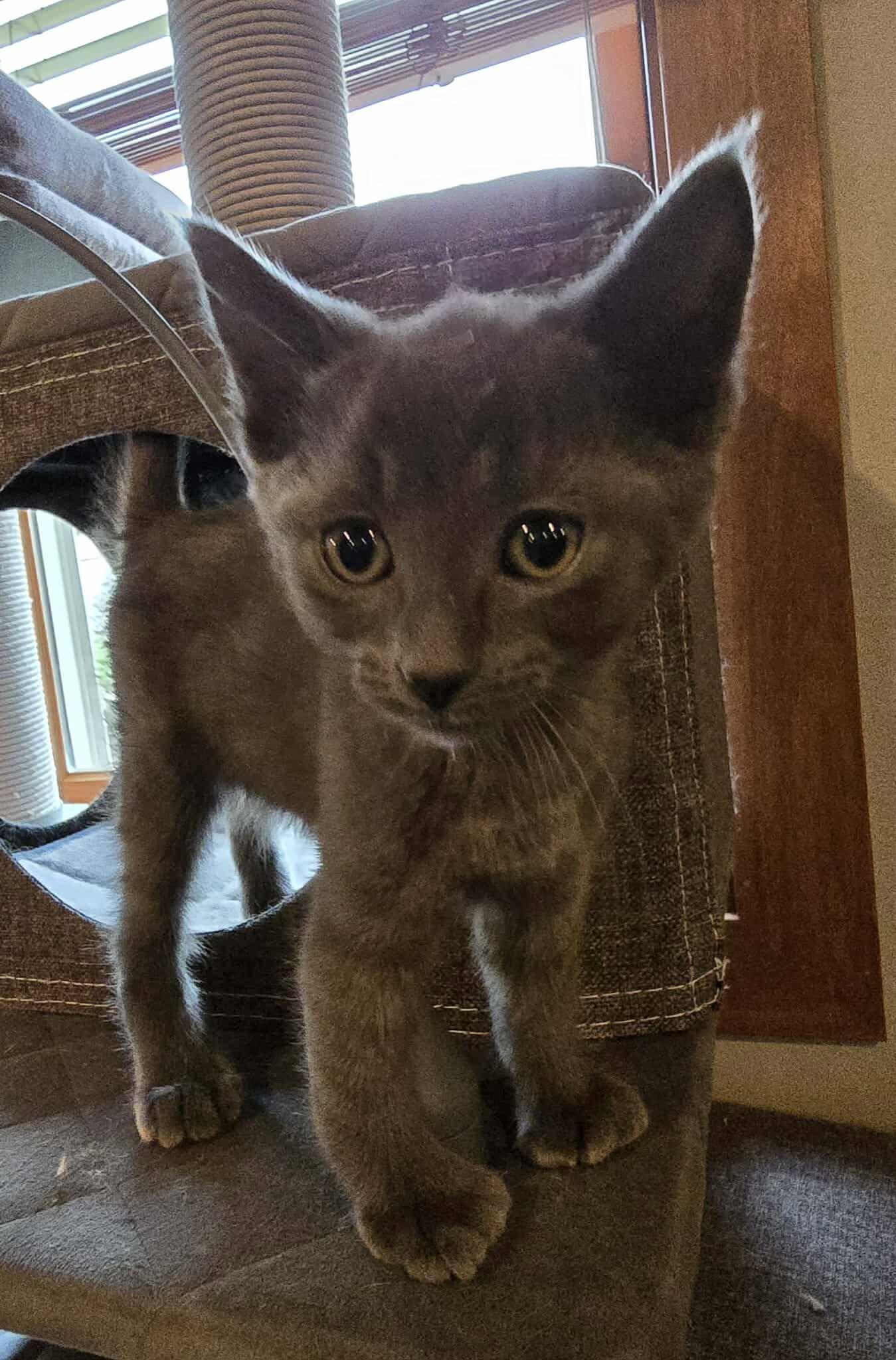 Midus, Baby Male unknown