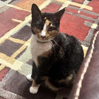 Meow Meow — thumbnail 2