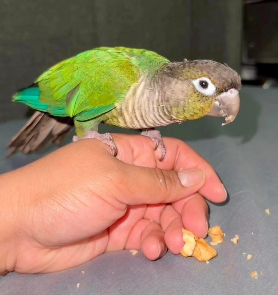 Titan, Adoptable, Adult Male Conure.