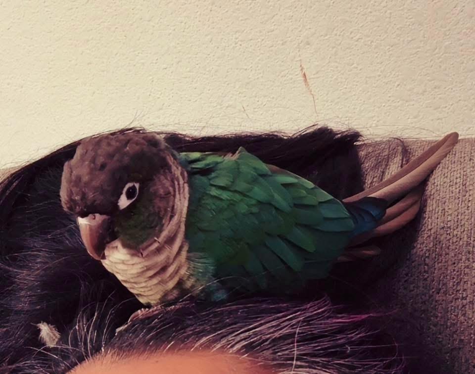 Enlarge Titan, a Adoptable Conure in Pasco, WA image 2/5