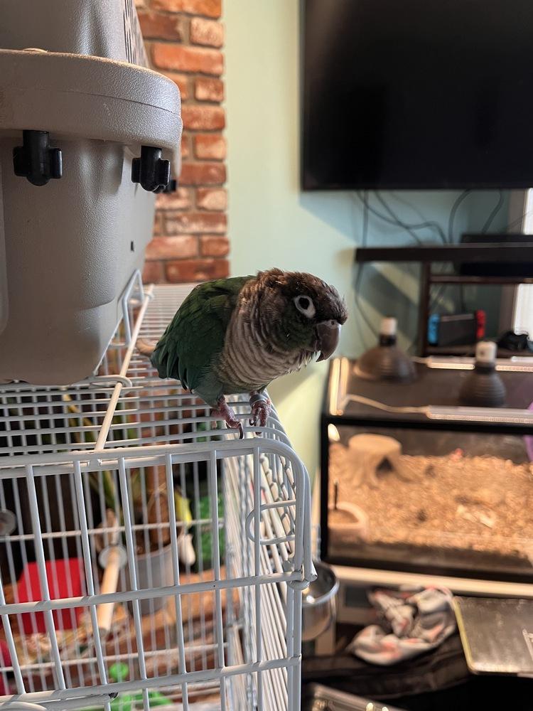 Enlarge Titan, a Adoptable Conure in Pasco, WA image 3/5