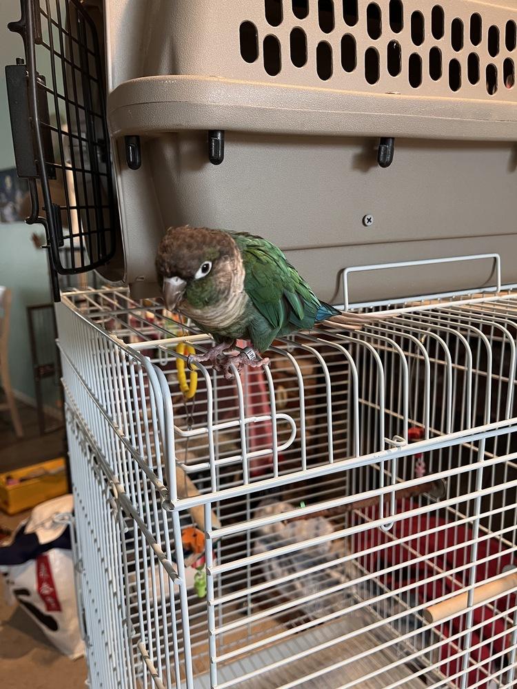 Enlarge Titan, a Adoptable Conure in Pasco, WA image 4/5