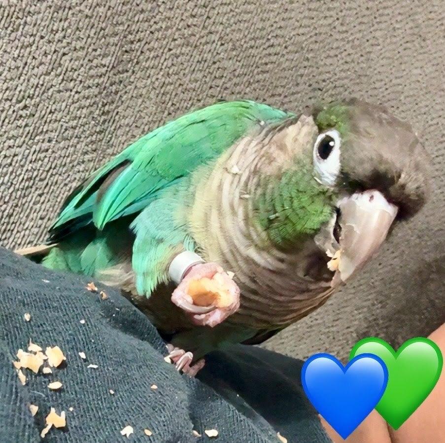 Enlarge Titan, a Adoptable Conure in Pasco, WA image 5/5