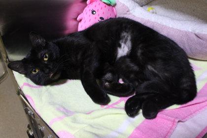 Enlarge Heidi, a Adoptable Domestic Short Hair in Kansas City, MO image 1/1