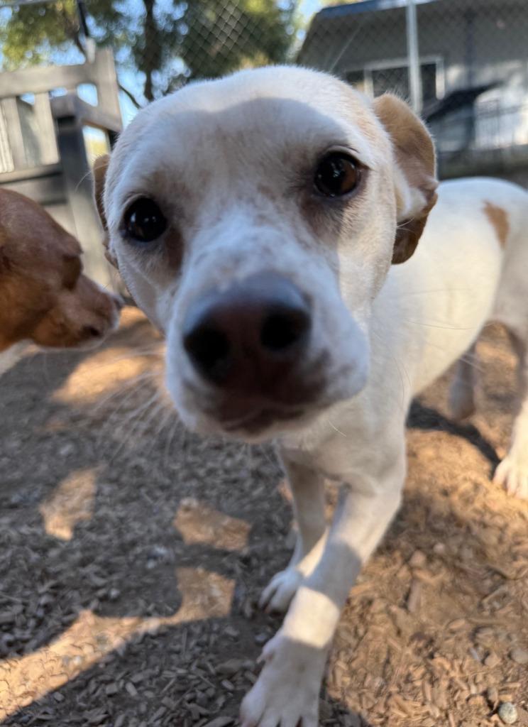 Enlarge Naomi, a Adoptable mixed breed in Lemoore, CA image 2/3