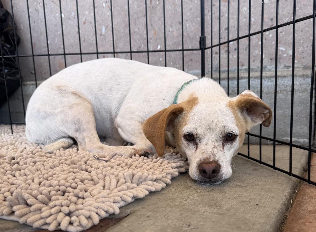 Naomi, a Adoptable mixed breed in Lemoore, CA image 3/5