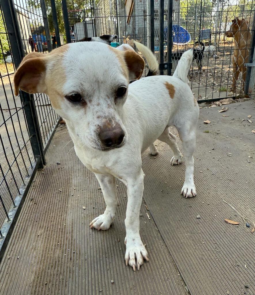 Enlarge Naomi, a Adoptable mixed breed in Lemoore, CA image 3/4