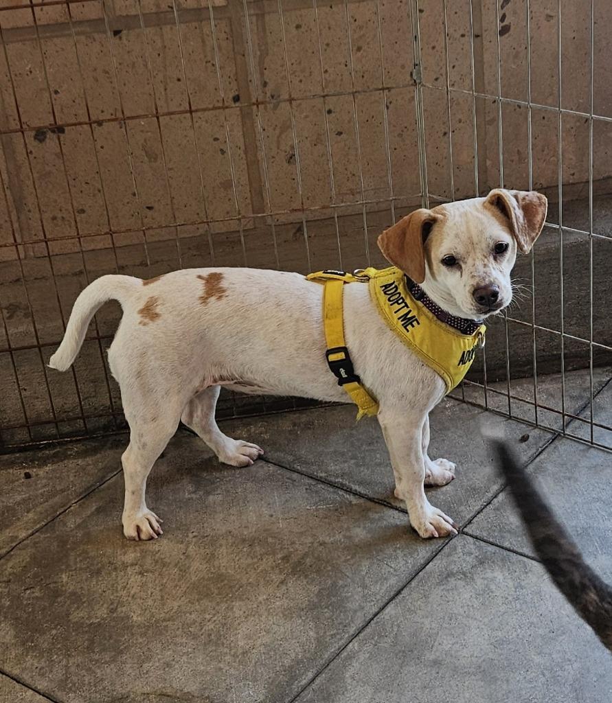 Enlarge Naomi, a Adoptable mixed breed in Lemoore, CA image 3/3